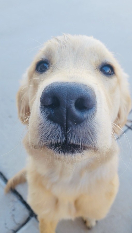 Kona, a young golden retriever, looking up close at the camera
